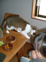 いたずらっ子のうらら