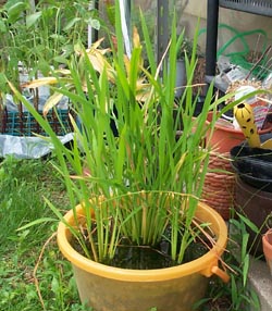 イネ