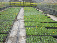 �P�O���P���A�Ԃ��炫�n�߂Ă܂���