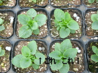 �c���ɉ����엿�����܂���