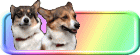 DOG's ILLNESS����
