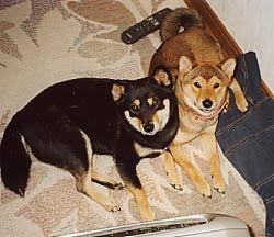 ������ƂȂ�